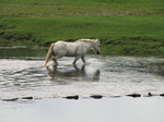 SX08647 White horse crossing river at Ogmore Castle stepping stones.jpg